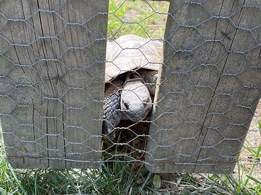 29. 08. 2022 Garten Stiege 11
